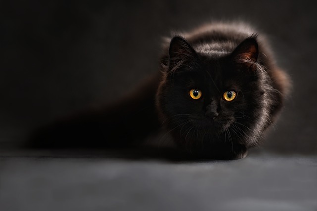 kot Selkirk rex